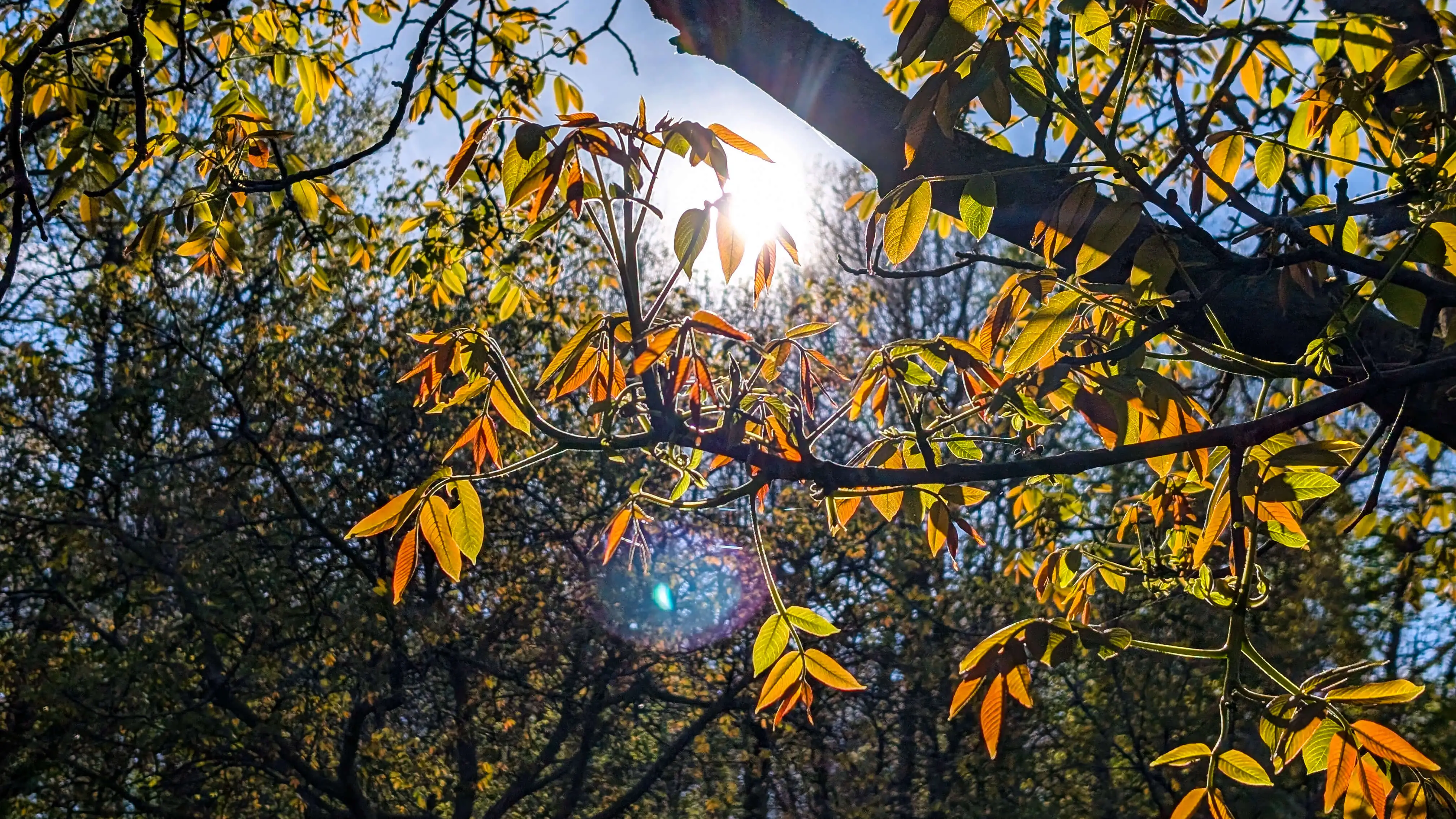 Lumière de printemps à travers les jeunes feuilles de noyer